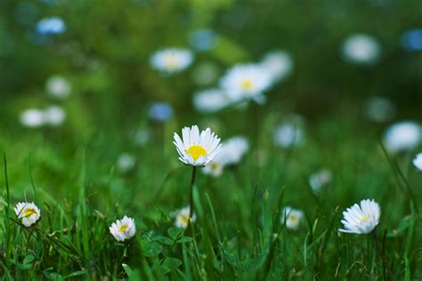 Selective Photography Of White Daisy Flowers During Dawn Daisies Hd