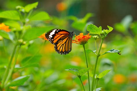 Add A Butterfly Garden To Your Landscape Floralawn