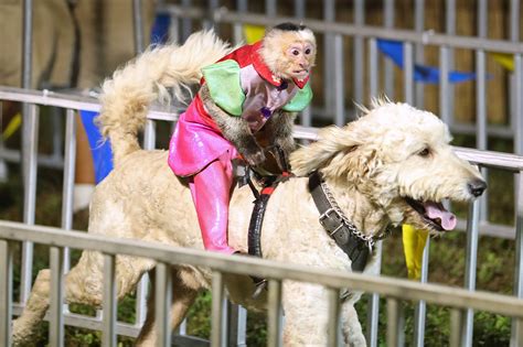 Cruel Or Cute Monkey Jockey Show At Florida County Fair Sparks Outcry