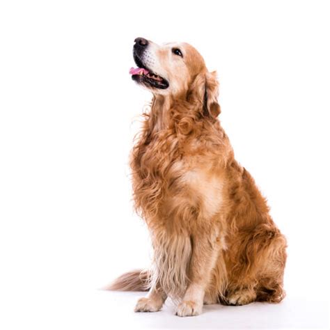 Golden Retriever Dogs Dog Breeds
