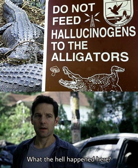 Alligators On Shrooms What The Hell Happened Here Know Your Meme