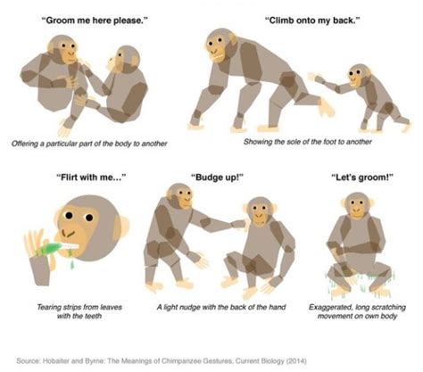 The 66 Gestures Chimpanzees Use To Communicate With Each Other Neatorama