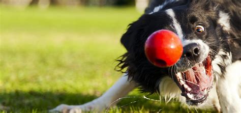 Five Fun Ideas For Ball Crazy Dogs