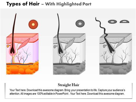 0814 Types Of Hair Medical Images For Powerpoint Powerpoint Slide