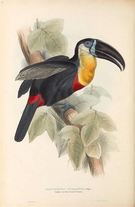 Vintage bird stock photos and images. n65_w1150 | Vintage bird illustration, Bird illustration ...