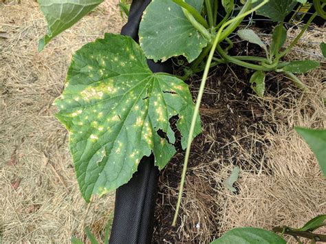 Any Ideas On Whats Causing The Yellow Spots On My Cucumbers Leaves