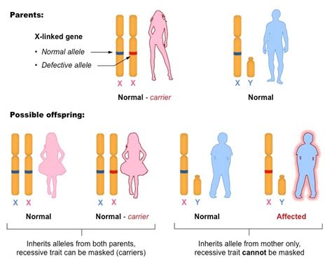 That implies that females can either be homozygous recessive for a given. Sex Linked Condition - Wild Anal