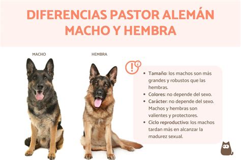 Diferencias Entre Pastor Alemán Macho Y Hembra GuÍa Completa