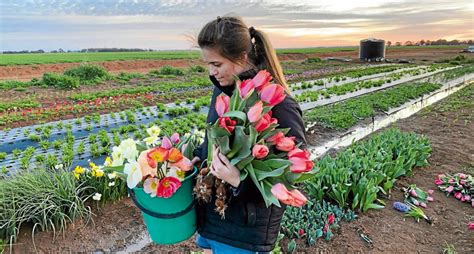 Velg blant mange lignende scener. Business is blooming at Coleambally flower farm