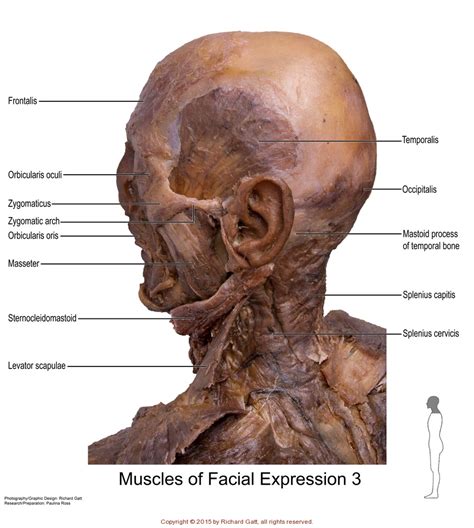 Axial Muscles - SLCC Anatomy