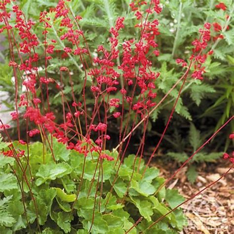 Heuchera Sanguinea ‘splendens Red Coral Bells Heuchera Plants
