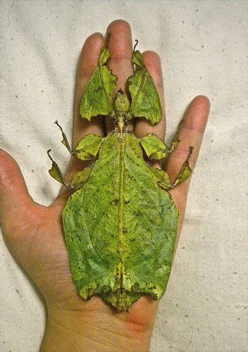 Bug That Looks Like Leaves Dianne Morales News