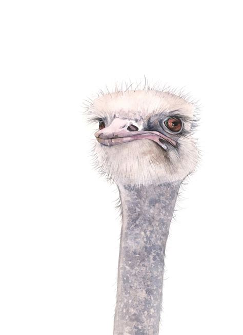 Ostrich Watercolor Painting O001 Archival Print Of By Louisedemasi