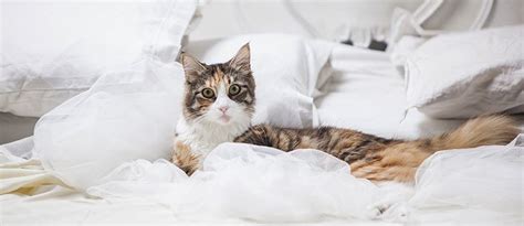 Liegt der unsauberkeit eine organische ursache zugrunde, wird die tierärztin die krankheit behandeln. Bringe deiner Katze bei nicht ins Bett zu gehen | tierisch ...
