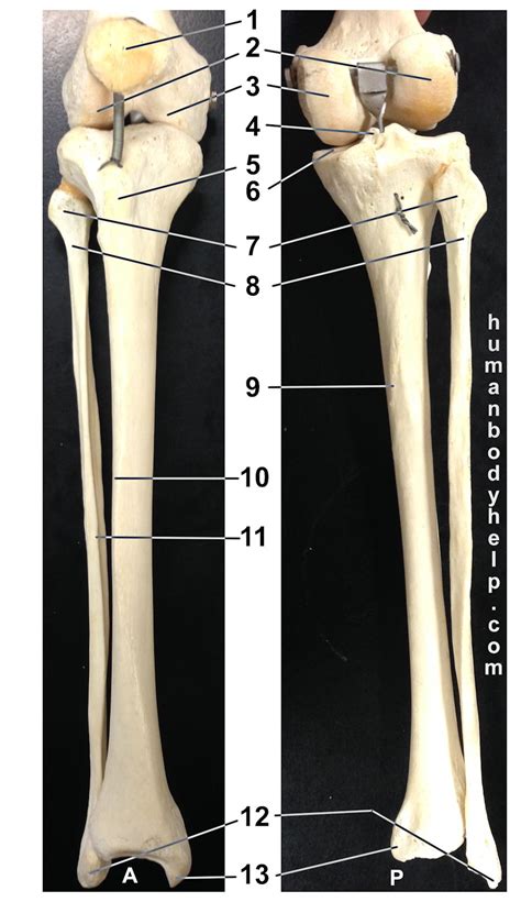 Lower Leg Bone Diagram 11 Best Images Of Blank Skeletal System