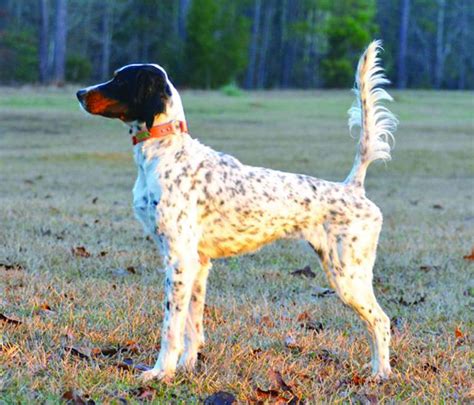 English Setter Info Temperament Lifespan Puppies Pictures