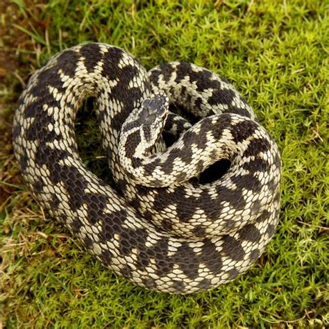 Adder The Uks Only Venomous Snake Animal Bite Sized Britain