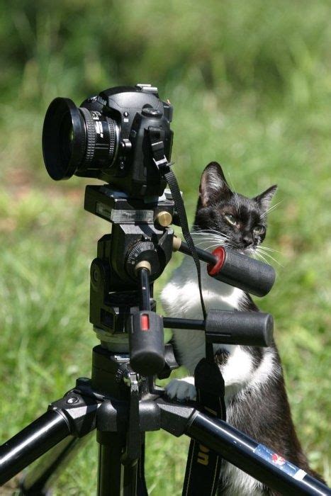 18 Cats And Cameras Ideas Cat Camera Cats Animals