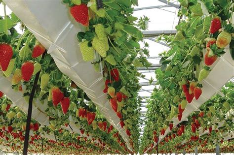 How To Grow Strawberries In Aquaponics Howtoaquaponic