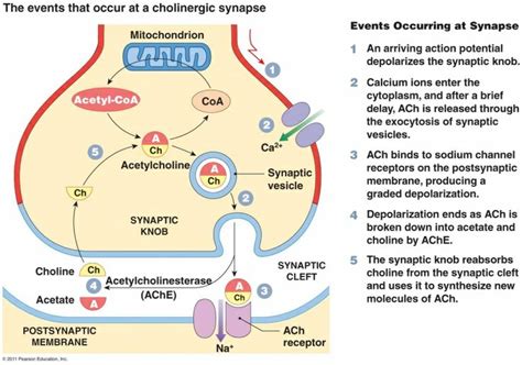 Synapse Cholinergic Brain Chemistry Physiology