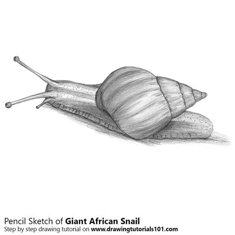 Four snails with different shells. Giant African Snail Pencil Drawing - How to Sketch Giant ...