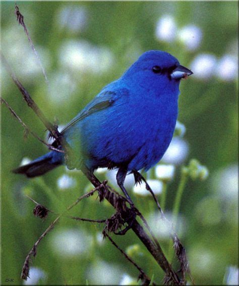 Blue Bird Wings North America 67 New Ideas Bunting Bird Beautiful