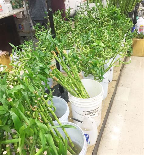 Beautiful And Tall Lucky Bamboo 🎍 Lucky Bamboo Plants Bamboo