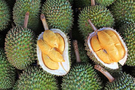 Durian is one of the unique and delicious fruits, and in thailand, the best durian comes from the are of nonthaburi. LOVE IT OR LOATHE IT: DURIAN - MOMENTUM