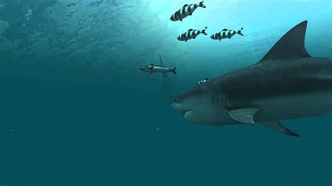 Sharks 3d Live And Screensaver Cool Shark Hd Wallpaper Pxfuel