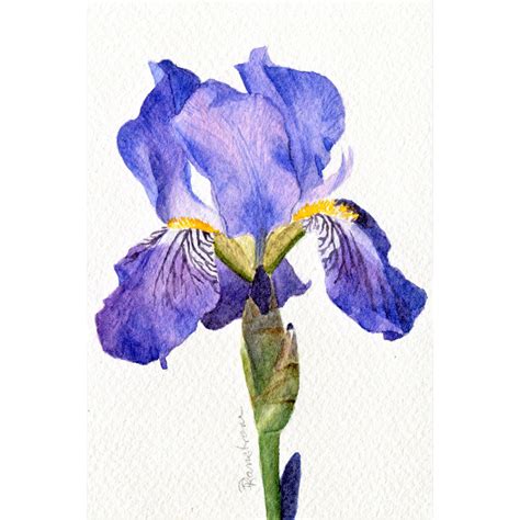 Purple Iris Watercolor Painting Diana Ranstrom Art