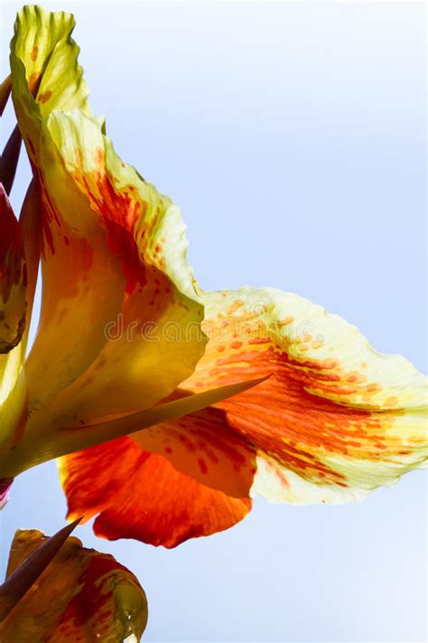 Orange Gladiolus Tropical Flowers Stock Image Image Of Petal America