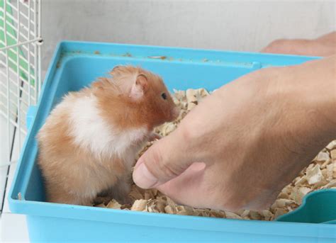 Pet definition, any domesticated or tamed animal that is kept as a companion and cared for affectionately. How to Prepare for a Pet Hamster for the First Time