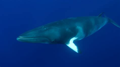 Lesser rorqual, northern minke whale (balaenoptera acutorostrata). Minke whale found beached underneath Battersea Bridge