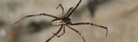 Make sure your home & yard is protected from spiders and other poisonous pests with this marking is bright red and signals danger to predators and attackers. Western Black Widow Spider Genome Project | BCM-HGSC