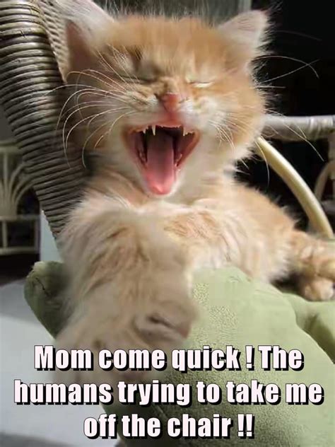 Mom Come Quick Lolcats Lol Cat Memes Funny Cats Funny Cat