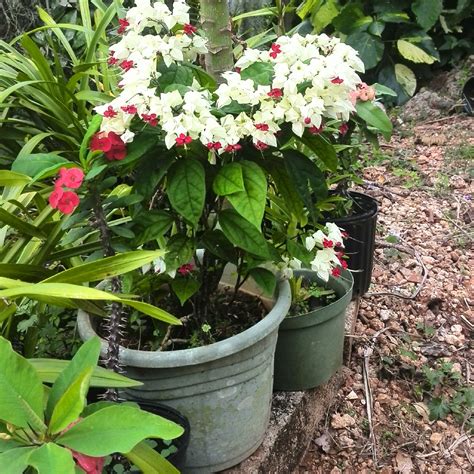 Clerodendrum Thomsoniae Bleeding Heart Vine In Gardentags Plant