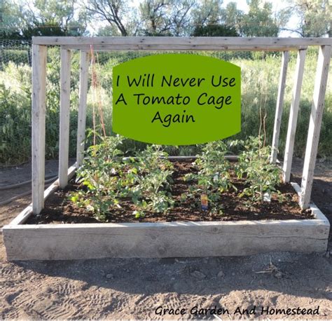 32 Diy Tomato Trellis And Cage Ideas For Healthy Tomatoes