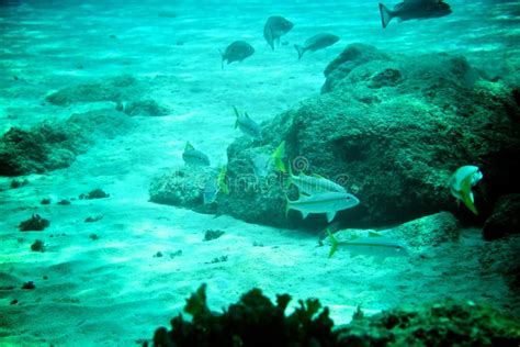 Coral Reef Tropical Fish And Ocean Life In The Caribbean Sea Stock