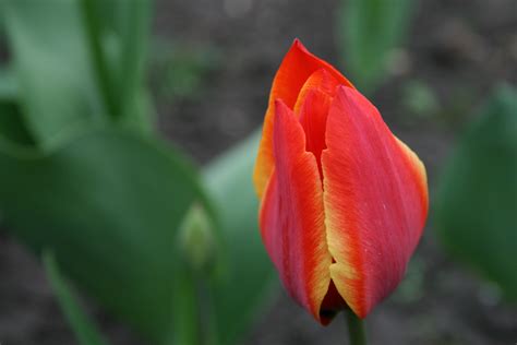 Free Images Flower Petal Tulip Red Flora Bud Macro Photography