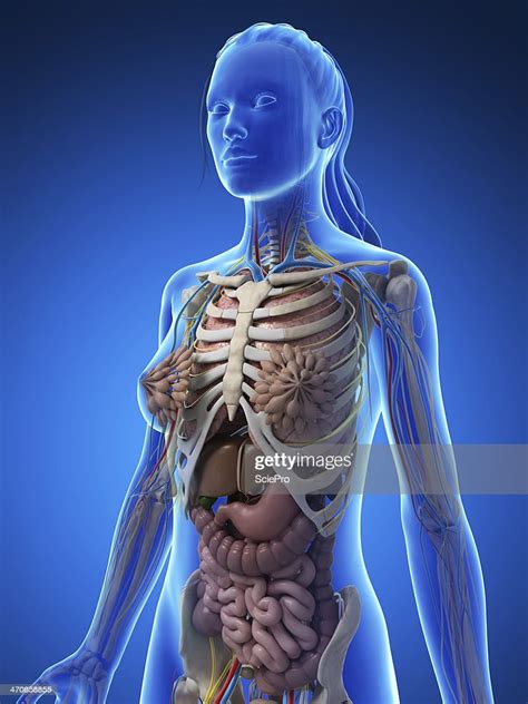 Female Anatomy Upper Body Stock Photo Getty Images
