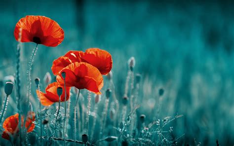 Field Of Poppies Theme For Windows 10 Download • Pureinfotech