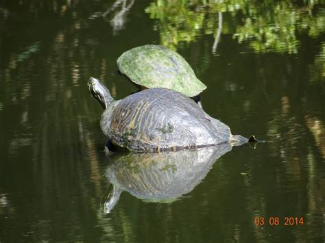 Tattoo designs start at $15. Turtles. Hanna Park. Jacksonville, Fl (With images ...