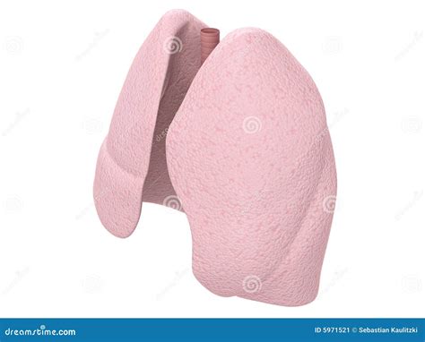 Poumon Humain Illustration Stock Illustration Du Anatomie 5971521