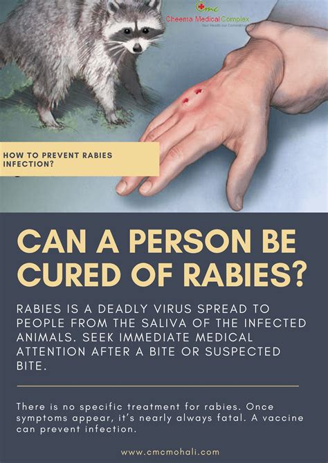 Symptoms Of Rabies In Humans Oliver Arnold