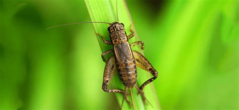 They have somewhat flattened bodies and long antennae. Crickets Sounds - Why do Crickets Chirp?