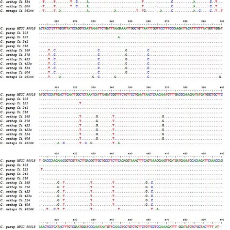 Multiple Sequence Alignment Of Partial Bt2 Gene Dna Sequences Of