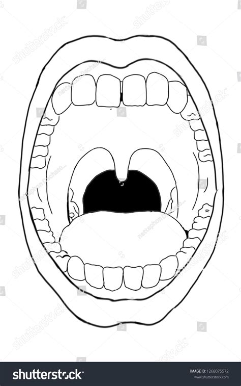 Mouth Lip Teeth Tooth Uvula Stock Illustration 1268075572 Shutterstock