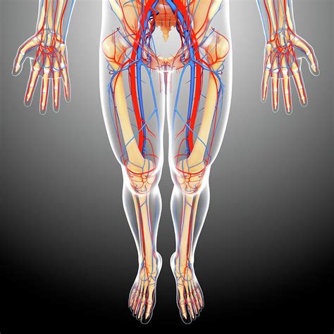Interactive tutorials about the lower limb bones, lower limb bones, os coxae, femur, patella, tibia, fibula, tarsal and foot bones, featuring images, diagrams and the beautiful illustrations of getbodysmart. Lower Body Anatomy Photograph by Pixologicstudio/science Photo Library
