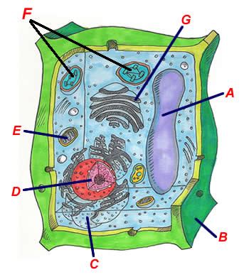 All information about animal cell not labeled simple. Cell Not Labeled - ClipArt Best