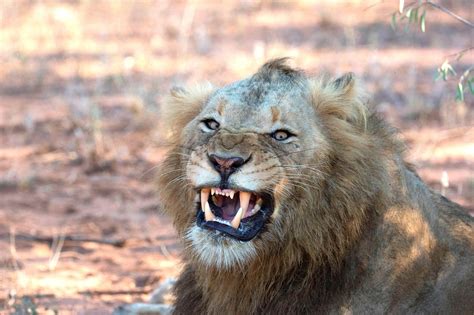 Lions break free from Kruger National Park in South Africa